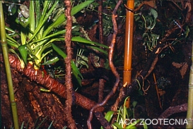 Terrario selva tropical