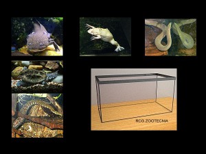 Exclusivamente acuaticos acuario