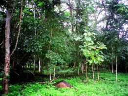 Selva, Thailandia