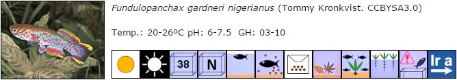 Fundulopanchax gardneri nigerianus