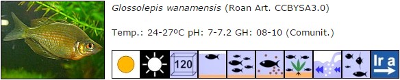 Glossolepis wanamensis