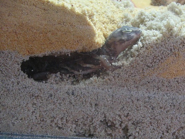 Holodactylus africanus, biotopo erg