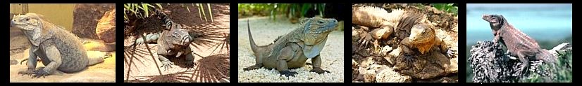 Iguanas terrestres