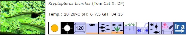 Kryptopterus bicirrhis