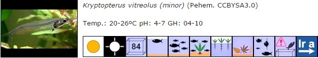Kryptopterus vitreolus
