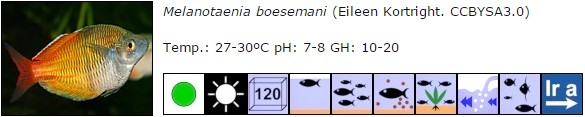 Melanotaenia boesemani