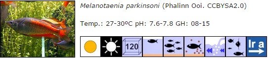Melanotaenia parkinsoni