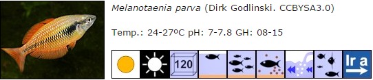 Melanotaenia parva