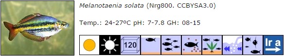 Melanotaenia solata