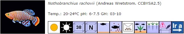 Nothobranchius rachovii