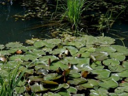 Biotopo estanque