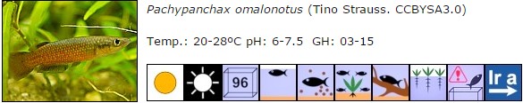 Pachypanchax omalonotus