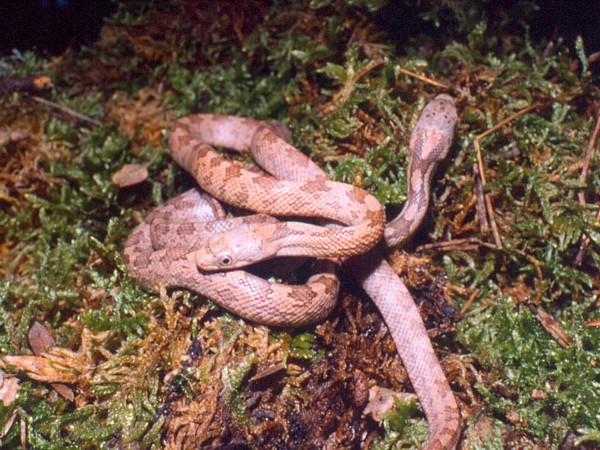 Panterophis guttata
