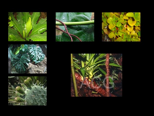Plantas en terrario