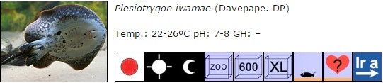 Plesiotrygon iwamae