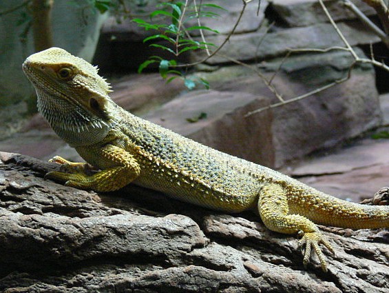 Pogona vitticeps