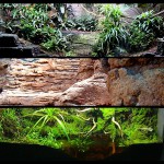 Reproduccion biotopos terrario