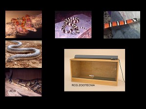 Reptiles terrestres 01