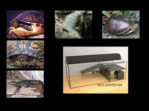 Reptiles vida anfibia 02