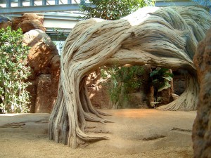 Terrario V. komodoensis. Zoo BCN