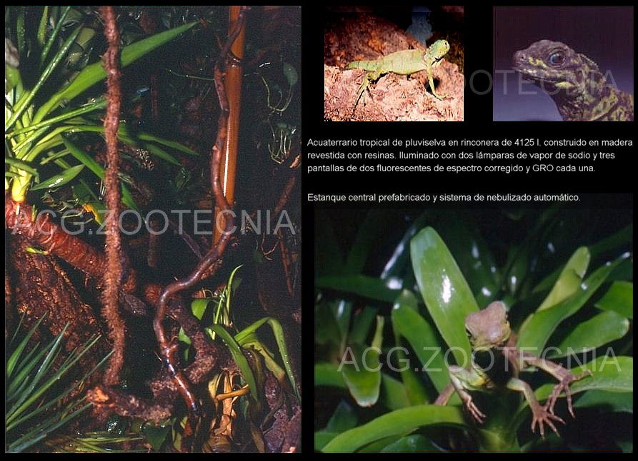 Terrario tropical humedo