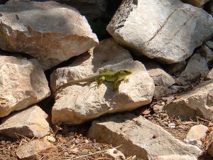 Timon lepida en roquedal