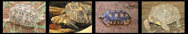 Tortugas de tierra
