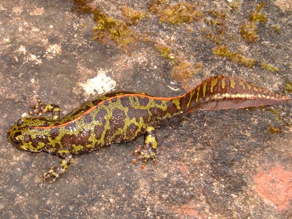 Triturus marmoratus