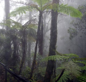 Selva nubosa, Borneo
