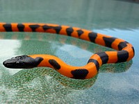 Bothrochilus boa