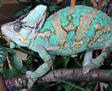 Chamaeleo calyptratus, macho