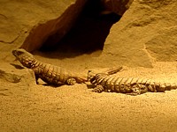 Cordylus cataphractus