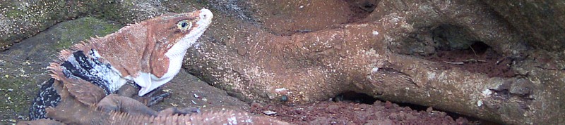 Ctenosaura similis