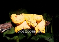 Morelia viridis