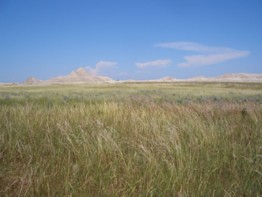 Pradera