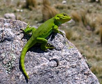 Pristidactylus (Liolaemus) achalensis