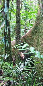 Pluviselva, Queensland