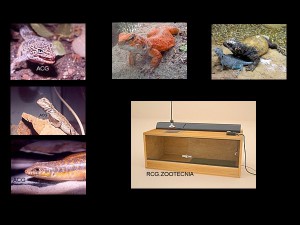 reptiles terrestres 02