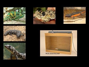 reptiles terrestres 03