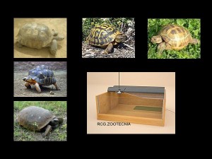 reptiles terrestres 04