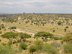 Sabana