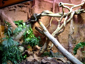 Terrario boas arborícolas