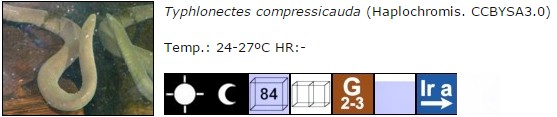 Typhlonectes compressicauda