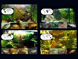 glosarios peces portal