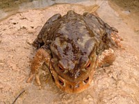 reproduccion anfibios