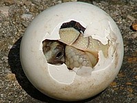 reproduccion reptiles