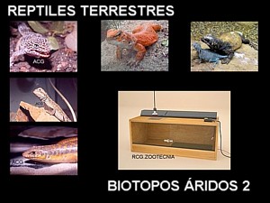 reptiles terrestres