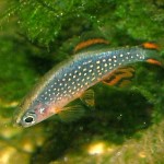 Danio margaritatus