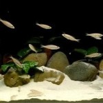 Cyprichromis leptosoma utinta