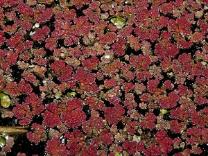 Azolla caroliniana